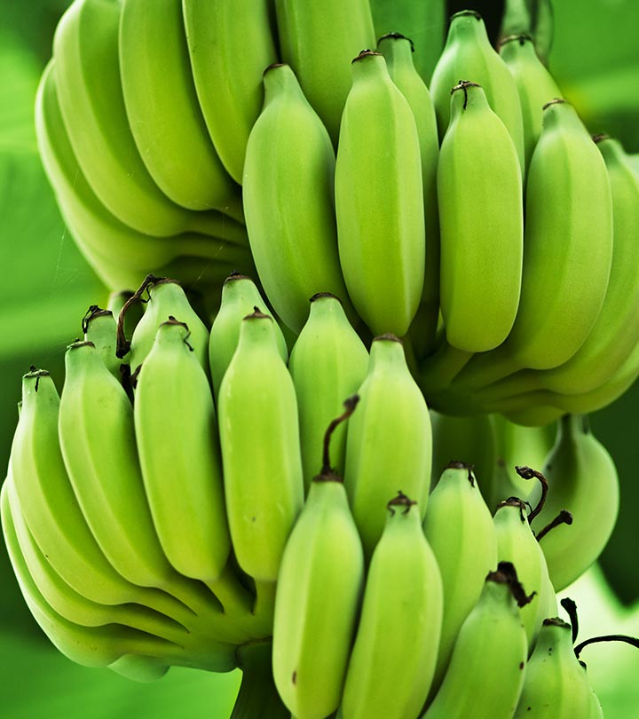 Green Banana Bunch